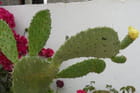 Cactus en fleur