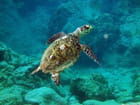 Tortue de mer