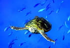 Tortue Mer Rouge