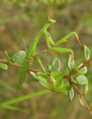 http://image-photos.linternaute.com/image_photo/180/autres-insectes-et-arachnides-france-1190971213-1134268.jpg