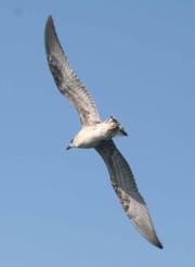 L'envol photo albatros nez jaune