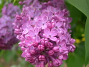 Lilas Lilas