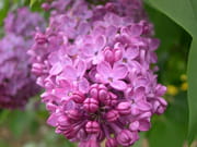 Lilas