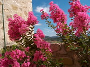 Lilas rose Lilas rose