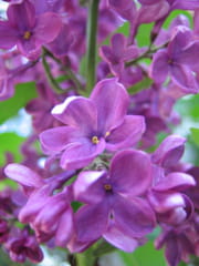 Lilas mauve Lilas mauve