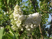 Oh mon beau lilas blanc