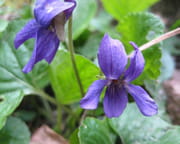 Violette Violette