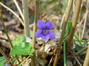 Violette Violette