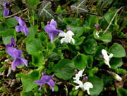 Violettes Violettes