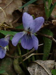 Jolie violette du printemps !