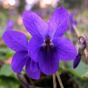 VIOLETTE VIOLETTE