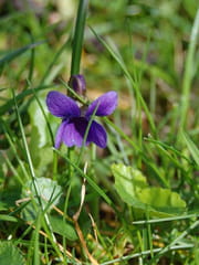 Violette Violette