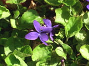 Violettes Violettes