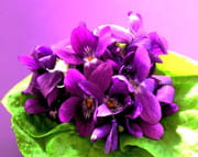 Violettes Violettes