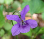 Viola odorata