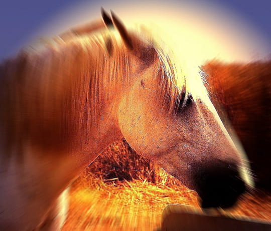 creations-numeriques-chevaux-autres-chevaux-belgique-8729516864-889353.jpg