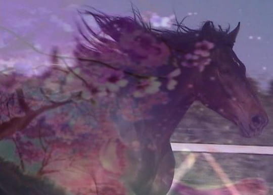 creations-numeriques-chevaux-autres-chevaux-montpellier-france-647088886-662603.jpg