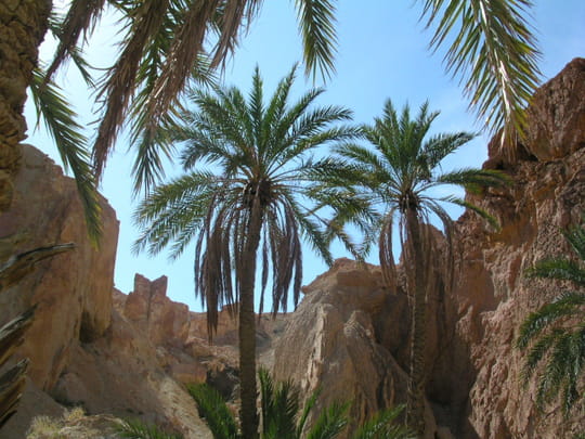 oasis-tozeur-tunisie-133783222-685200.jpg