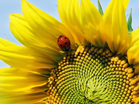 tournesols-coccinelles-niort-france-8822137714-635987.jpg