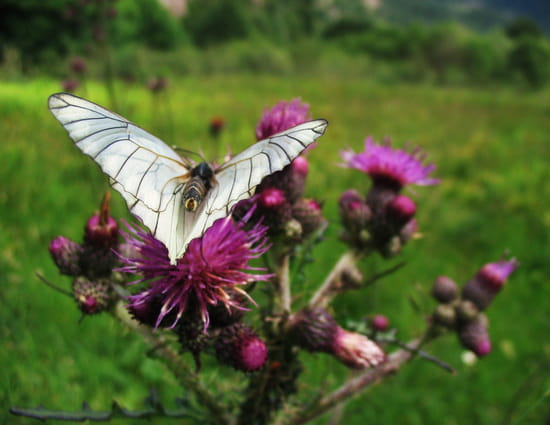 PAPILLON