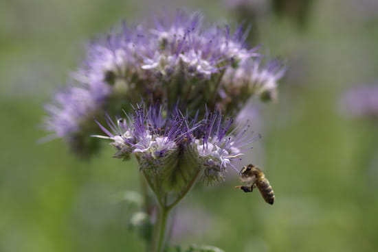 http://image-photos.linternaute.com/image_photo/550/autres-abeilles-paris-france-1308369236-1224860.jpg