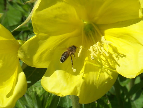 http://image-photos.linternaute.com/image_photo/550/autres-abeilles-peyrins-france-1281724738-1218583.jpg