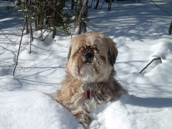autres-animaux-autres-chiens-eastman-canada-5227624774-962896.jpg