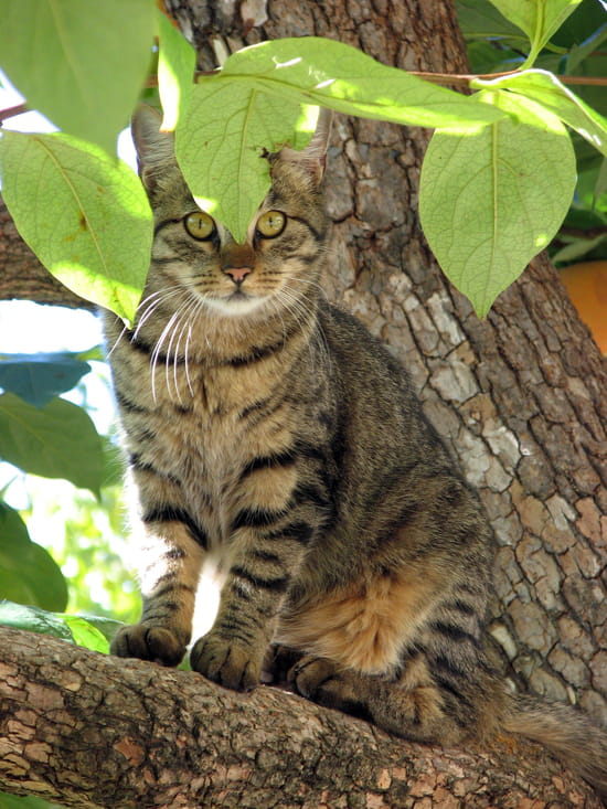 Avril, 2... dans - Musique ! autres-animaux-de-compagnie-bargemon-france-1053157052-1126412