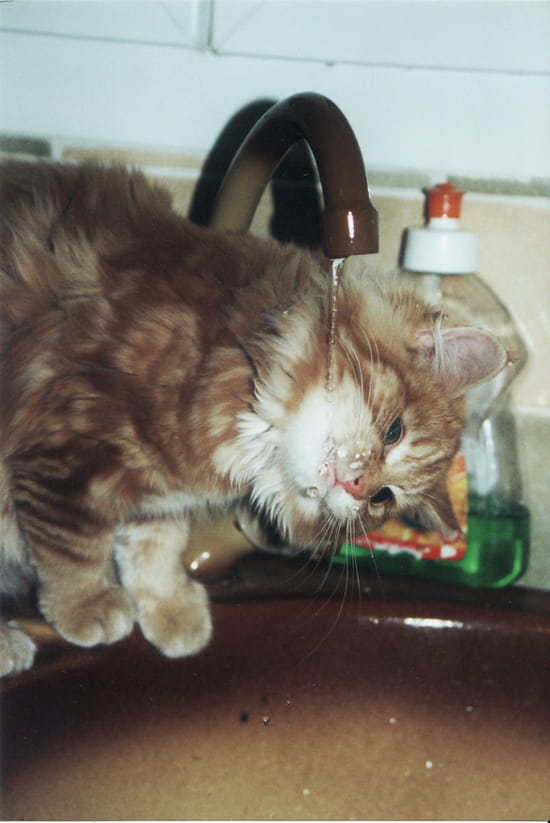 Soif de minette