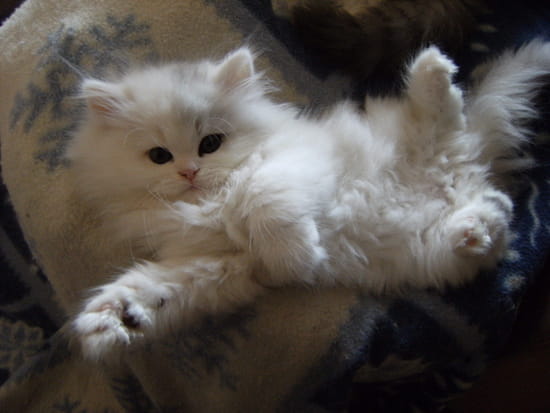 autres-animaux-de-compagnie-reims-france-1053260968-1430838.jpg