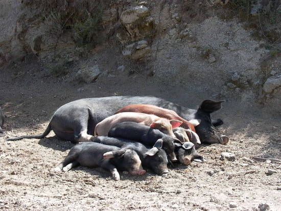 Sieste en famille Sieste en famille - Une famille de "porcs coureurs" surpris au moment de la sieste lors d'une randonnée en Corse