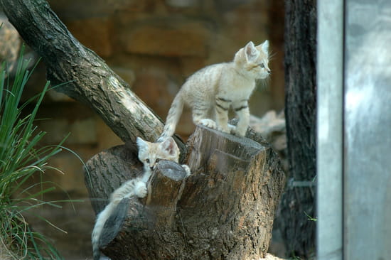 autres-animaux-lyon-france-1270420151-1326387.jpg