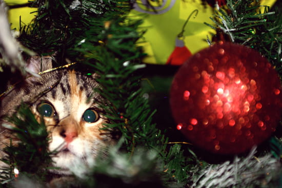 autres-chats-france-1065467526-1150068.jpg