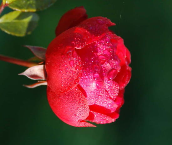 autres-fleurs-masny-france-1144606755-1136620.jpg