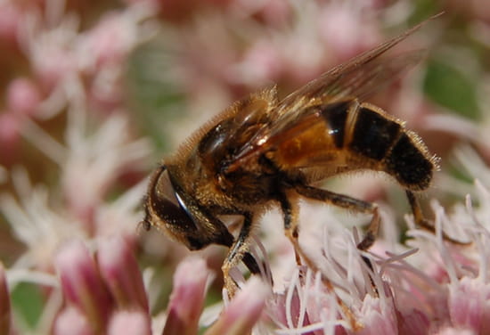 Insecte