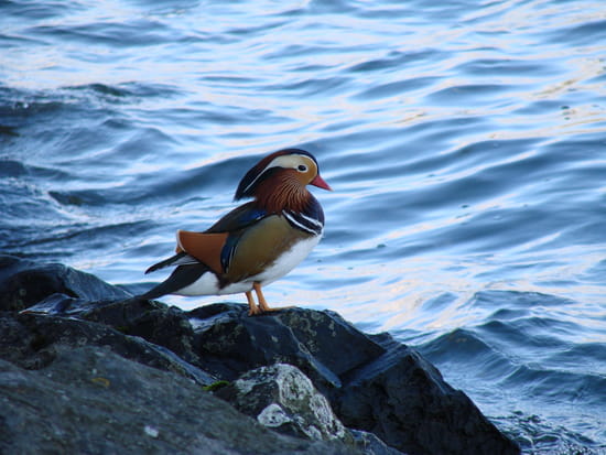 autres-oiseaux-suisse-1112410742-1083273.jpg