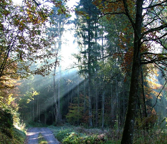 Chemin de la vie Chemin de la vie - Aube en forêt vosgienne