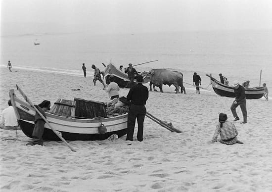 Boeufs tirant barques de pêche