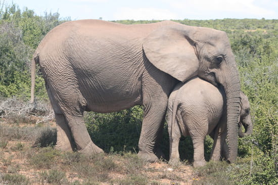 bebes-animaux-afrique-du-sud-1319663305-1159256.jpg