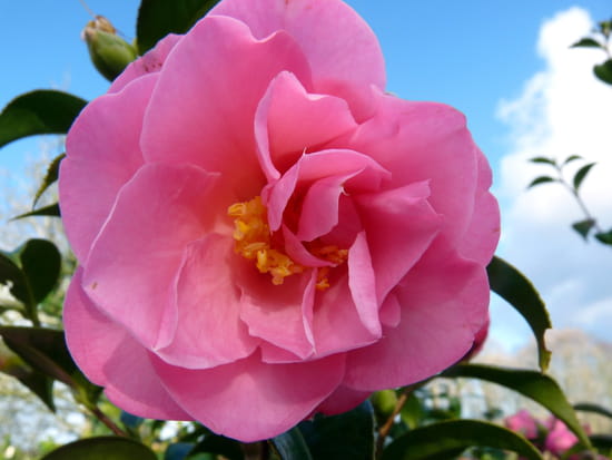 Camélia rose et ciel bleu