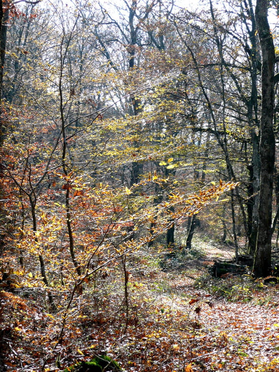 Chemin à travers les sous-bois Chemin à travers les sous-bois - Chemin serpentant à travers les sous-bois, entre Sermaize et Chatonnard, à l'automne.