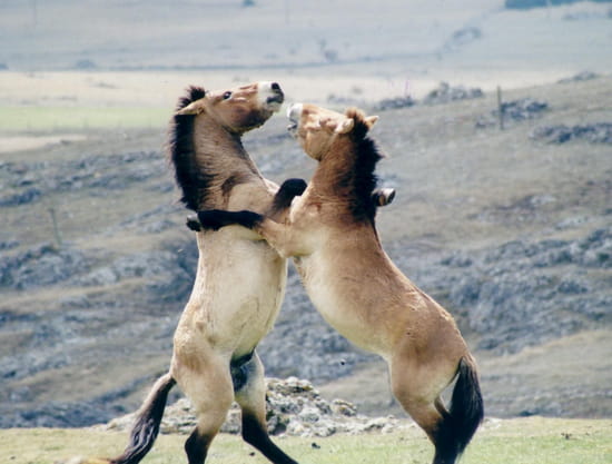 cheval de przewalski