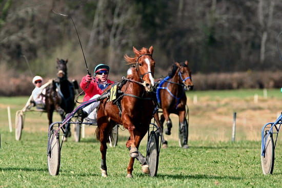 Cheval de course