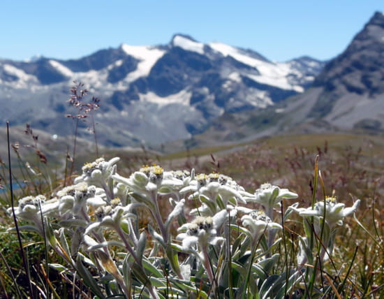 Edelweiss