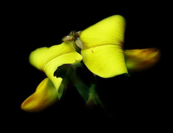 Crotalaire - Crotalaire capensis<br /> inflorescence photographiée sur la plage de diembering
