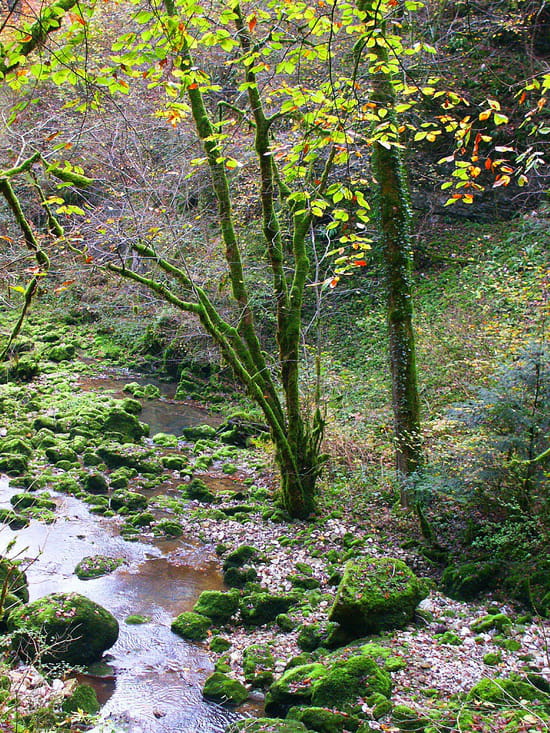 Balade dans le Jura.... Balade dans le Jura.... - Rando dans le Jura en octobre 2006...