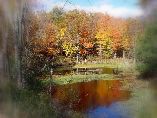 Reflets d'automne - Photo prise au cours d' une promenade en forêt