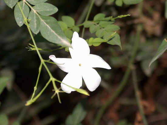 Fleur de jasmin Fleur de jasmin