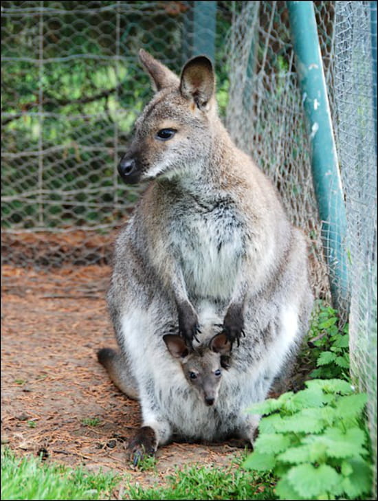 Kangourou et son petit Kangourou et son petit - Animaux de la ferme pédagogique de Boissière<br> en Auvergne