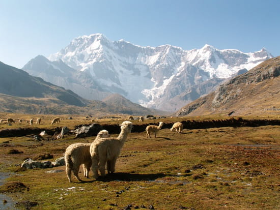 Quel est ce pays ? - Page 6 Lamas-perou-859186054-954570